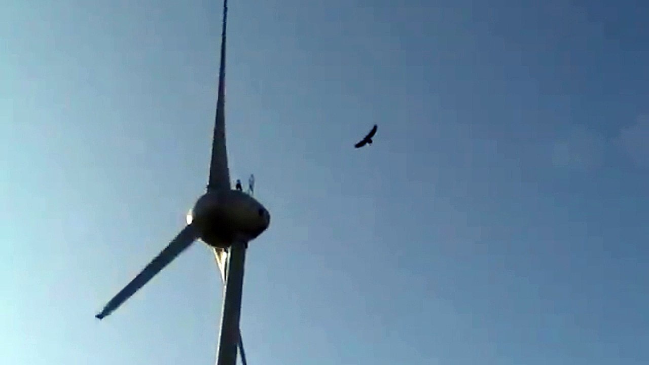 Zašto su vjetroturbine opasne po ptice