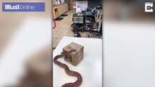 Gatinho fica chocado ao ver uma cobra pela primeira vez