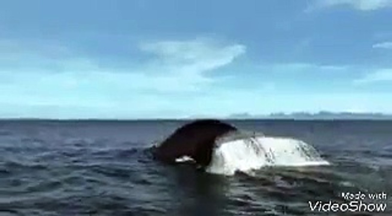 Inside the whale |وہیل مچھلی دوست یا دشمن