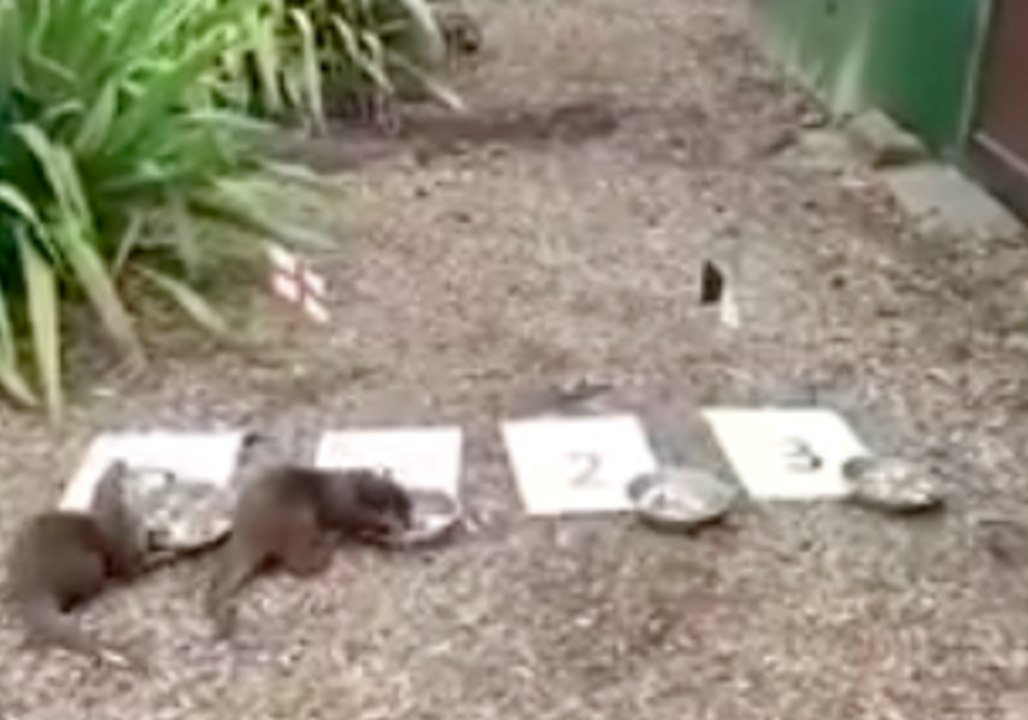 Otters at Beale Park Predict the Winner of England, Belgium Match at World Cup
