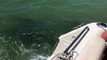 Dolphins Playfully Follow Boat
