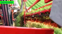 Carrot harvester by monster machine and Carrot Packing Machine - Noal Farm Mordem Agriculture 2017