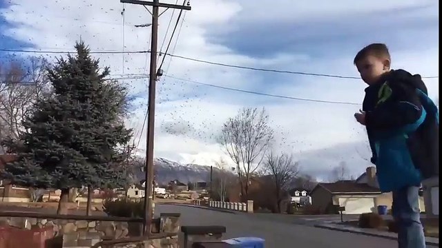 Caca sur le nez ! Ce gamin regarde les oiseaux et le paye !