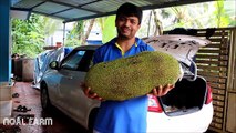 JackFruit Harvesting  JackFruit Picking and Packing in Cairns Australia  Noal Farm modern 2017