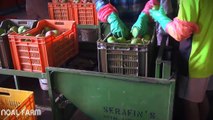 Mango Picking  Mango Harvesting  How to do it right  Noal Farm 2017