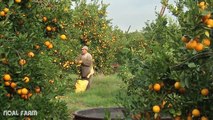 Oranges Harvesting  Harvester Oranges by modern agriculture Machine  Noal Farm 2017