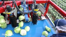 Cabbage Harvesting Machine Modern agriculture  2017  How It Works on Noal Farm 2017