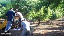 Plum Harvesting Machine  How to Harvest Plum  How it works Noal Farm modern agriculture 2017