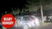 Bear becomes trapped in SUV after breaking in to munch on late night snacks