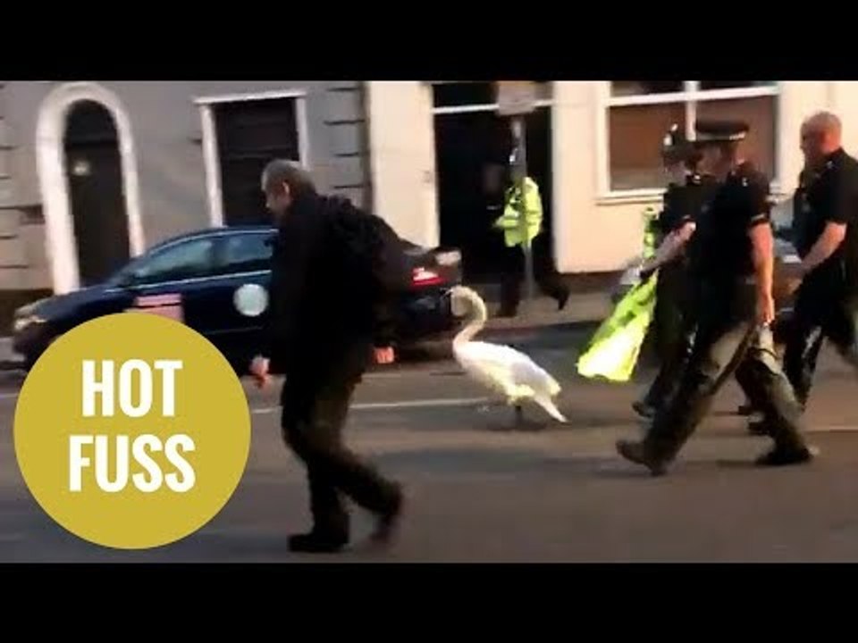 Swan that stormed into a party street is escorted away by police