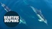 Incredible footage shows UK resident dolphins leaping into the air