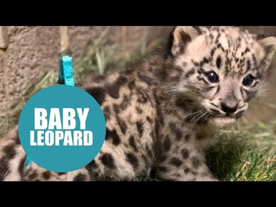 Snow leopard cub born with defect has therapy to help it learn how to walk