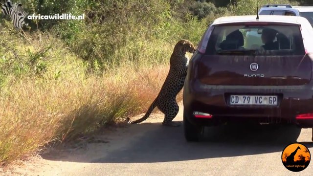 Ce léopard se regarde dans le rétroviseur de la voiture