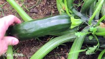 Zucchini Harvesting modern agriculture  Zucchini Harvester  How it works Noal Farm 2017