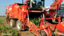 Tomato Harvesting machine mega modern agriculture  How to harvest Tomato - Noal Farm 2017