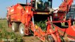 Tomato Harvesting machine mega modern agriculture  How to harvest Tomato - Noal Farm 2017