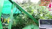 Harvesting Black Currant  Black Currant Harvesting Machine mega modern agriculture Noal Farm 2017