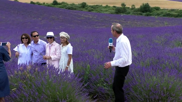 Alpes-de-Haute-Provence : Des chinois mais aussi des Américains sur le plateau de Valensole