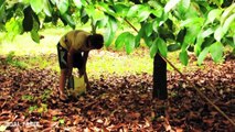 Mangosteen Harvesting  The Best quality of Asia Fruit  How to harvest mangosteen 2017