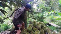 Durian Harvesting  How to cut Durian Fruit  How to harvest Durian  How it works Noal Farm 2017