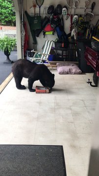 Bear Dines on Donuts