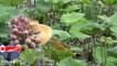 Amazing Lotus Flower Harvesting  How to Picking Lotus  Picking Lotus tutorial Noal Farm 2017