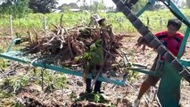 Cassava Harvester Machine mega modern agriculture  Cassava Harvesting Machine  How it works 2017