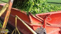 Celery Harvesting Machine  Modern Agriculture machine  Time to harvest celery Noal Farm 2017