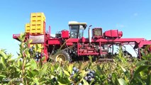 BlueBerry Harvesting Machine  New modern Agriculture Machine  Blueberry harvester Noal Farm 2017