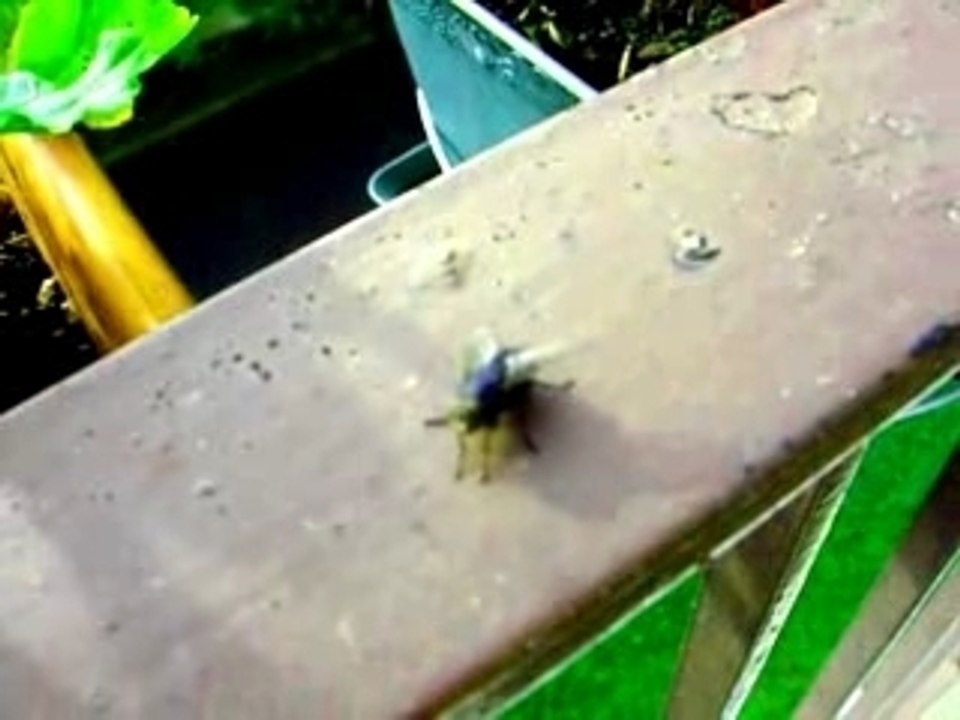 Mouche d'Aubervilliers