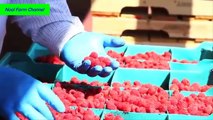 Raspberry Harvester processing and packing - Raspberry Harvest mega modern agriculture Machine  2017