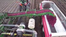 Red Potato Harvesting Technology Modern Farming Machines - How to harvest potato by machine 2017