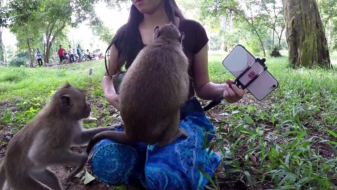 Everyday monkeys funny videos 2018 Real Life in my country (2)