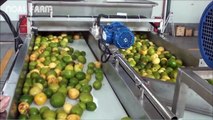 Beautiful Fruit Processing - Lemon Tipus Pineapple Juice Processing