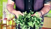 How to Grow Mint from cutting II All ALL About Growing Mint II पुदीना के पौधे को आसानी से कैसे लगायें || How to grow mint easily || Mint Farming || DIY mint Growing || Pudina Growing || Mint Plantation