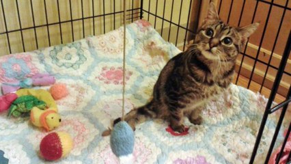 This Kitten Deserves a Lifetime Supply of Catnip