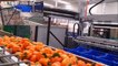 Colorful Bell Pepper Harvesting Machine Modern Agriculture 2018 - How Bell Pepper Packaging Line