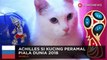 Piala Dunia 2018: kucing peramal prediksi Rusia menang dari Arab Saudi - TomoNews