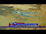 Ubur-ubur Serang Pantai di Gunung Kidul -NET24
