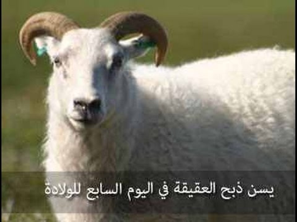 هل تخضع العقيقة لنفس شروط الأضحية | الشيخ مصطفي العدوي