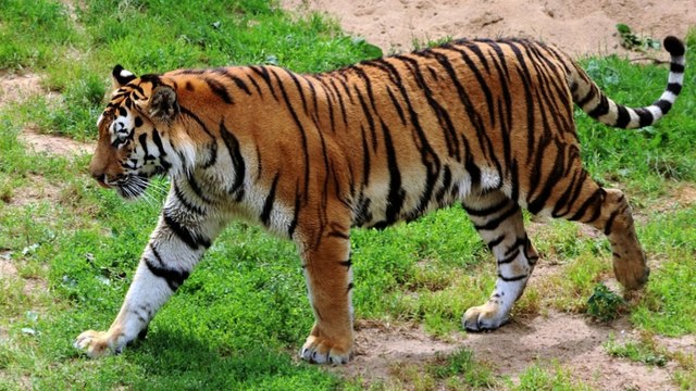 Animal Sounds For Kids / Animal Voices for kids / Kids Learning Videos