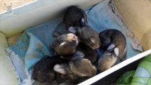 Cute Baby Bunnies 1 Week Old Amazing Little Babies Rabbits Video