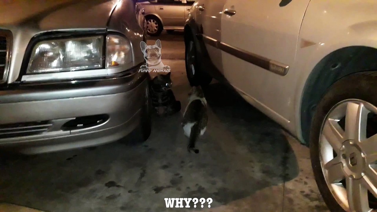 Very Angry Cat Screaming to Another Cat Funny Talking Cats Videos