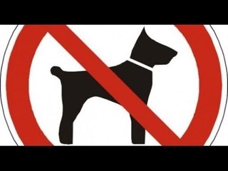 ما حكم تربية الكلاب في المنزل ؟