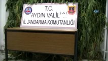 Aydın'da Düzenlenen Operasyonda 4 Metrelik Kenevir Ele Geçirildi