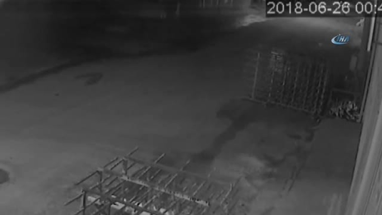 Isparta'da Av Tüfekli Köpek Katliamı