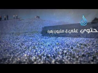 أجمل الأماكن في العالم - منتزه هيتاشي اليابان