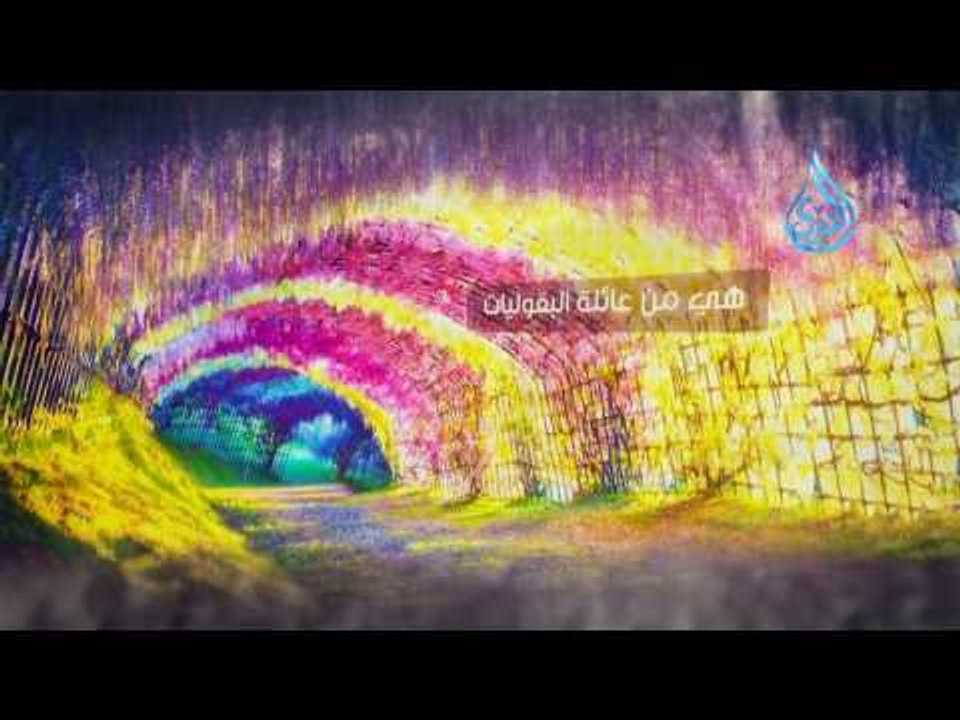 أجمل الأماكن في العالم - نفق زهرة الوستارية اليابان
