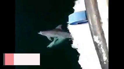 Yunuslardan müthiş gösterisi