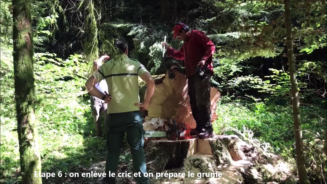 Abattage d'un arbre à Salins